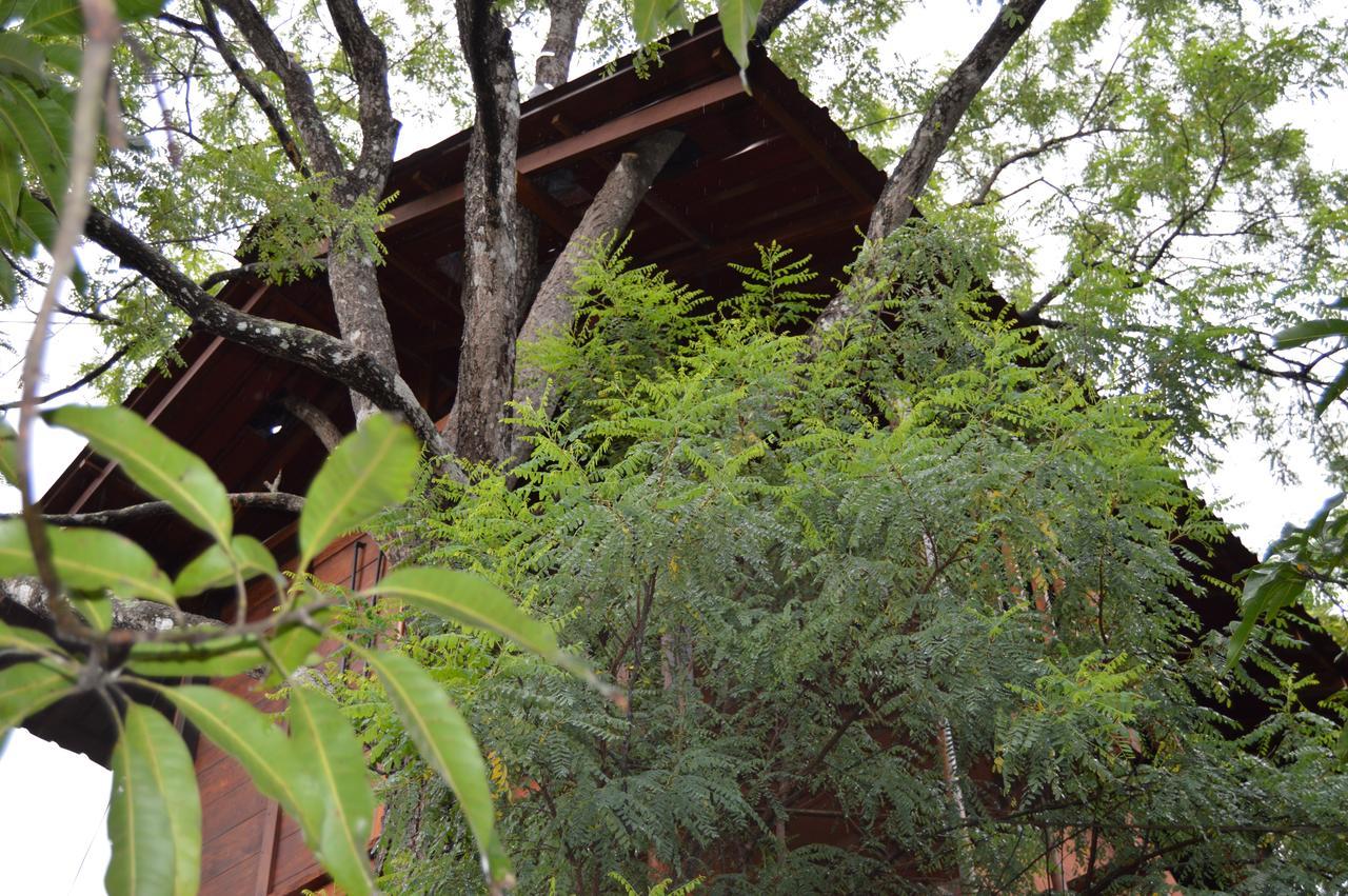 Vila Dambulla Tree House Exteriér fotografie